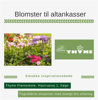 Blomster til altankasser Køge