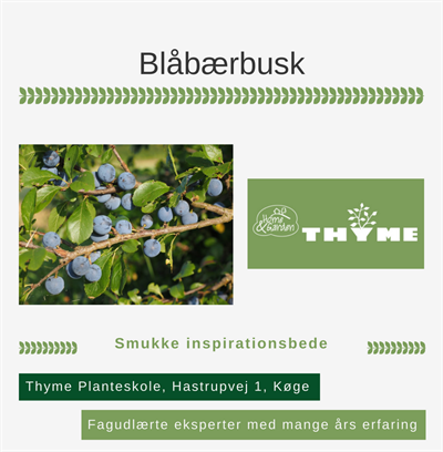 Blåbærbuske Køge