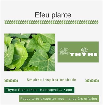 Efeu plante Køge