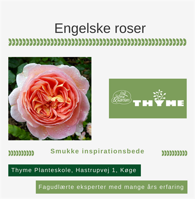 Engelske roser Køge