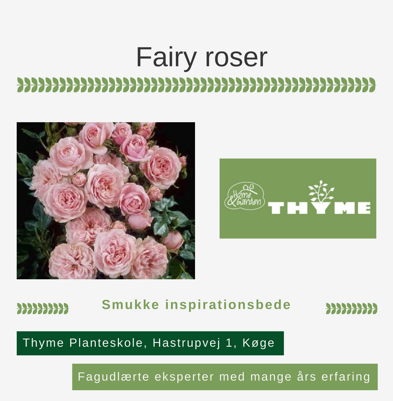 Fairy roser Køge