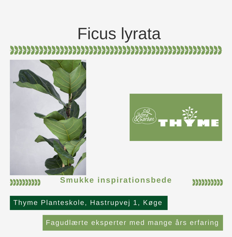 Ficus lyrata Køge