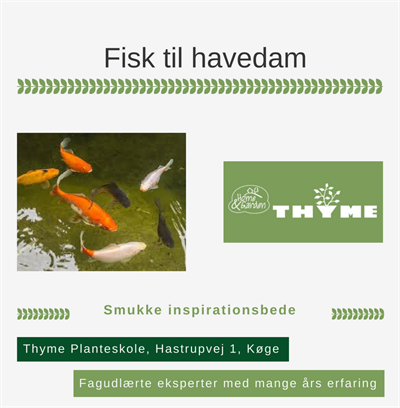 Fisk til havedam Køge
