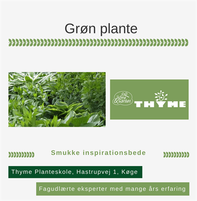 Grøn plante Køge