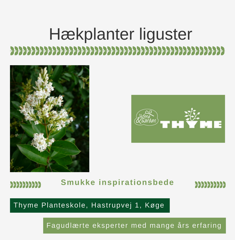 Hækplanter liguster Køge