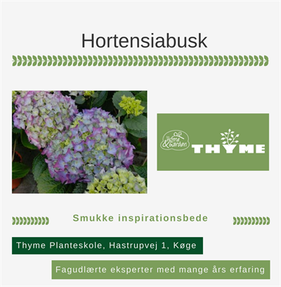Hortensiabusk Køge