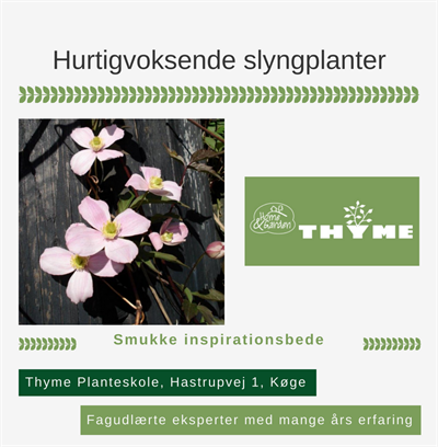 Hurtigvoksende slyngplanter Køge