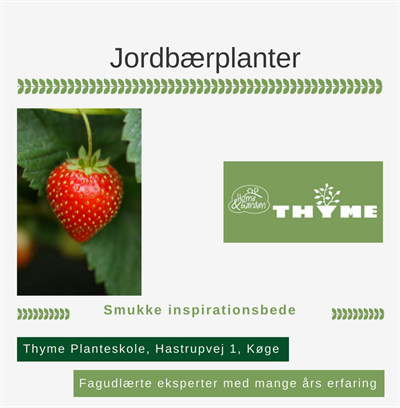 Jordbærplanter Køge