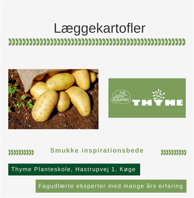 Læggekartofler Køge