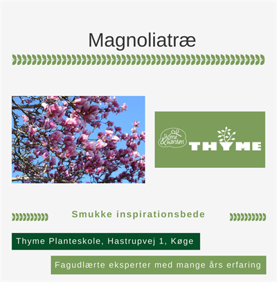 Magnolia træ Køge