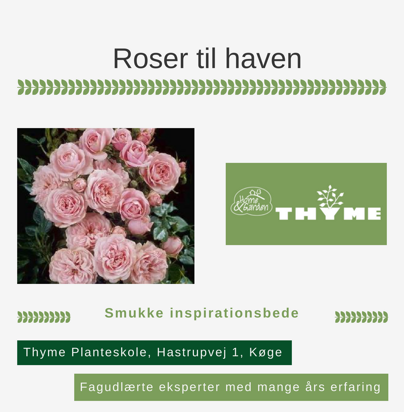 Roser til haven Køge
