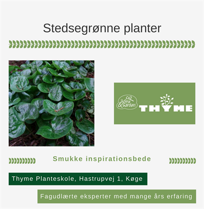 Stedsegrønne planter Køge