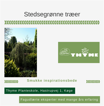 Stedsegrønne træer Køge