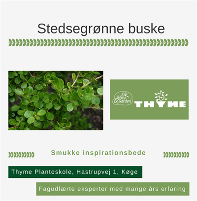 Stedsegrønne buske Køge