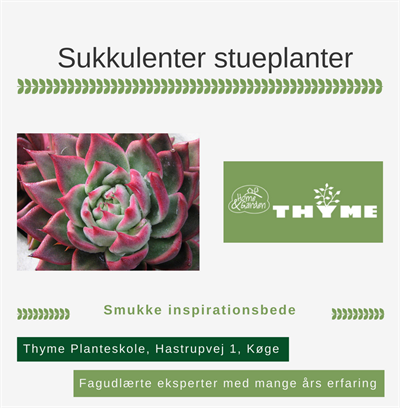 Sukkulenter stueplanter Køge