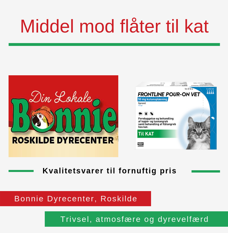 mod flåter til kat hos Bonnie Dyrecenter Roskilde. Handl-Lokalt.dk
